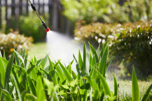 24/7 Emergency Termite Control experts in Needles, CA